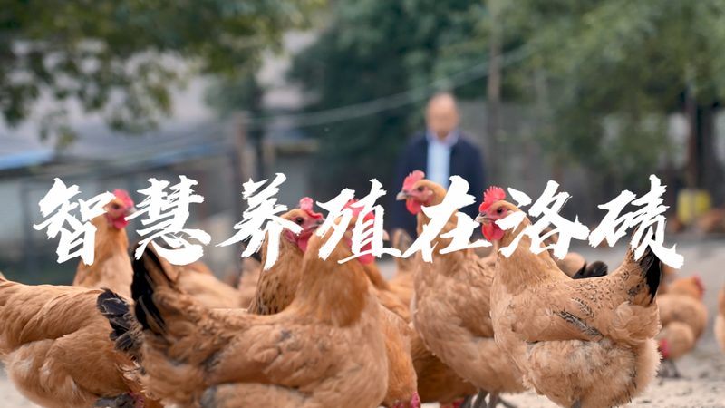 引物合成：揭秘PCR实验中的关键步骤